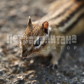 /bitrix/cache/watermarked/64/63185_278_155_2_1_15_100.jpg