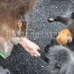 /bitrix/cache/watermarked/72/71858_278_155_2_1_15_100.jpg