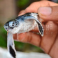 /bitrix/cache/watermarked/72/71884_278_155_2_1_15_100.jpg