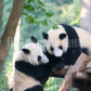 /bitrix/cache/watermarked/74/73985_277_155_2_1_15_100.jpg