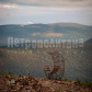 /bitrix/cache/watermarked/77/76572_277_155_2_1_15_100.jpg